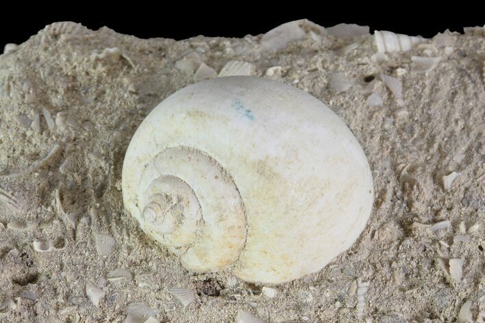Eocene Fossil Gastropod (Globularia) - Damery, France #73808